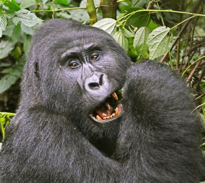 Do gorillas like cheese?