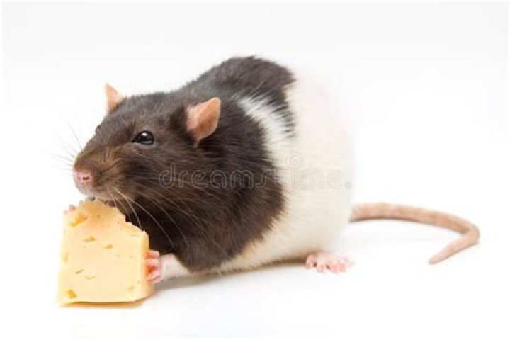 Do rats eat cheese?
