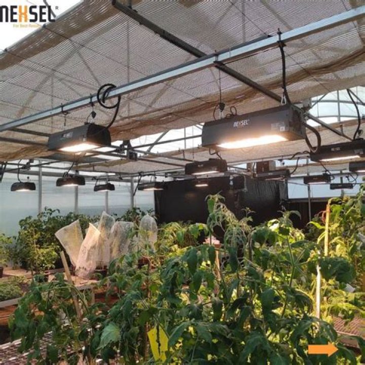 Do you need supplemental lighting in greenhouse?