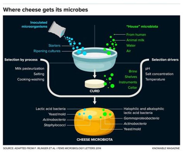 Does cheese produce yeast?