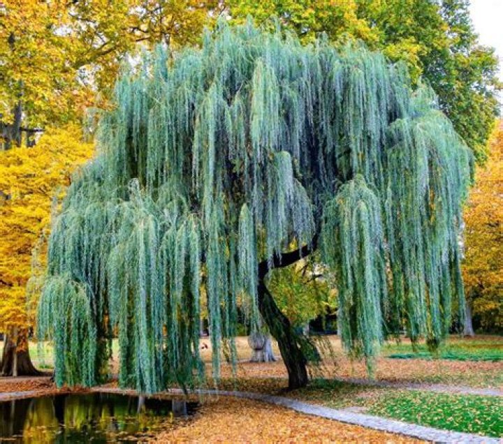 How big do weeping birch trees get?
