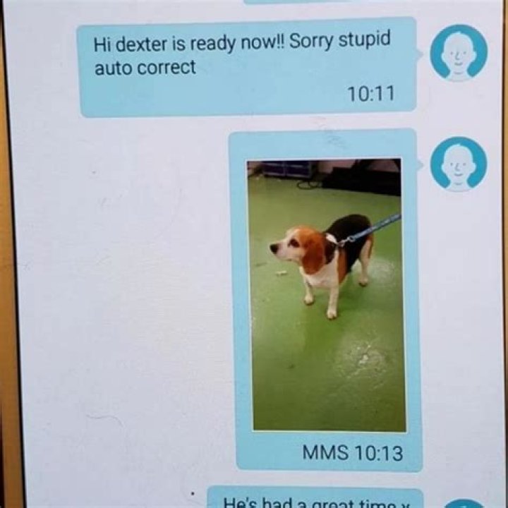 How do you know when your dog is declining?