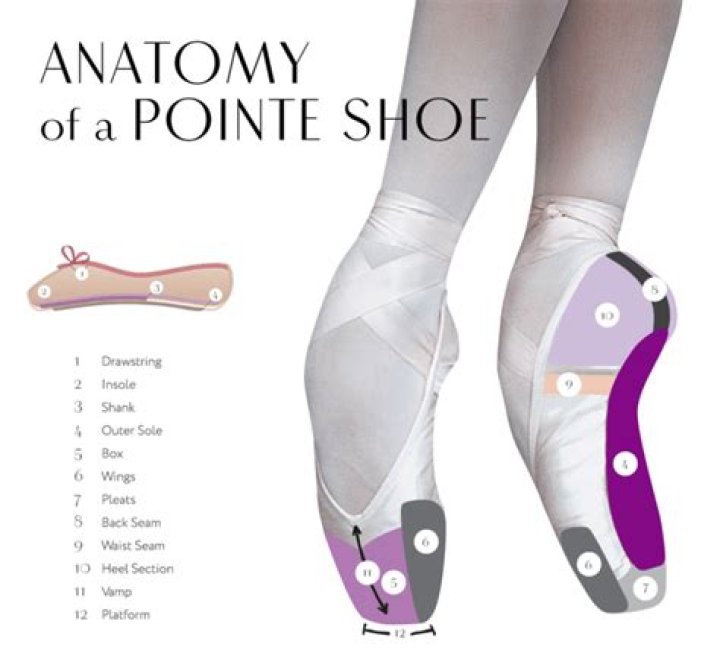 How many pointe shoes does a ballerina go through?