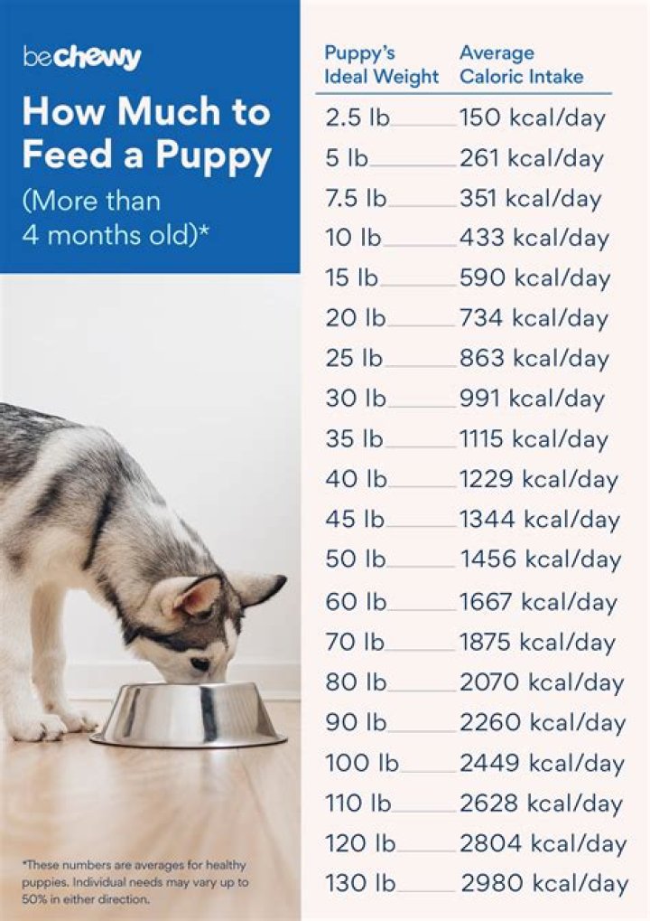 How much cheese can I give my puppy?