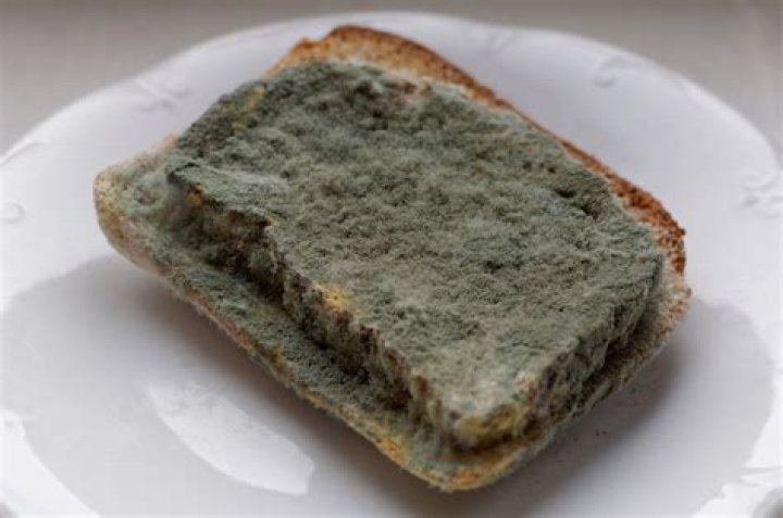 Is black mold on food?