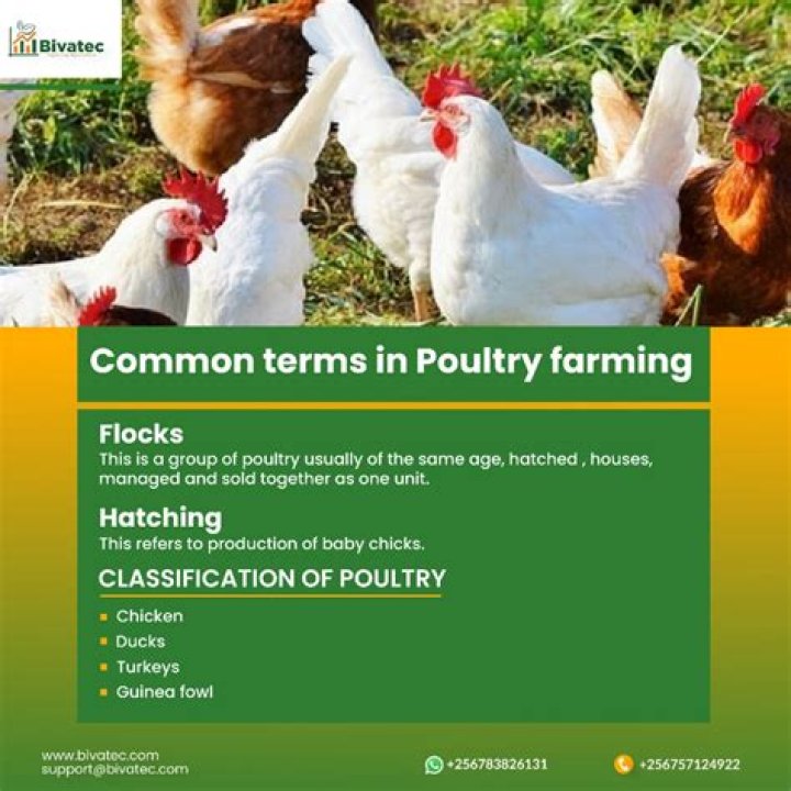 Is cheese a poultry?