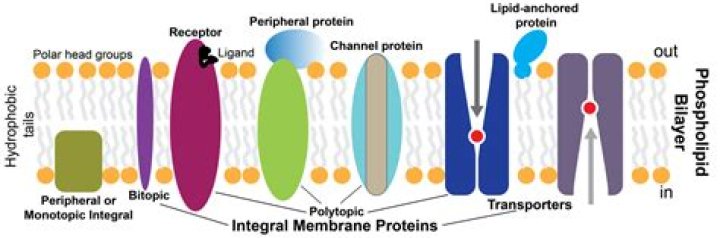 Is cheese lipid or protein?