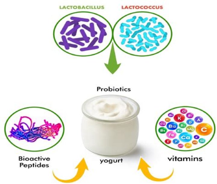 Is yogurt and cheese made by using bacteria?