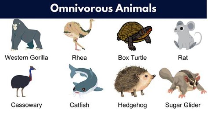 What animal is cheese?