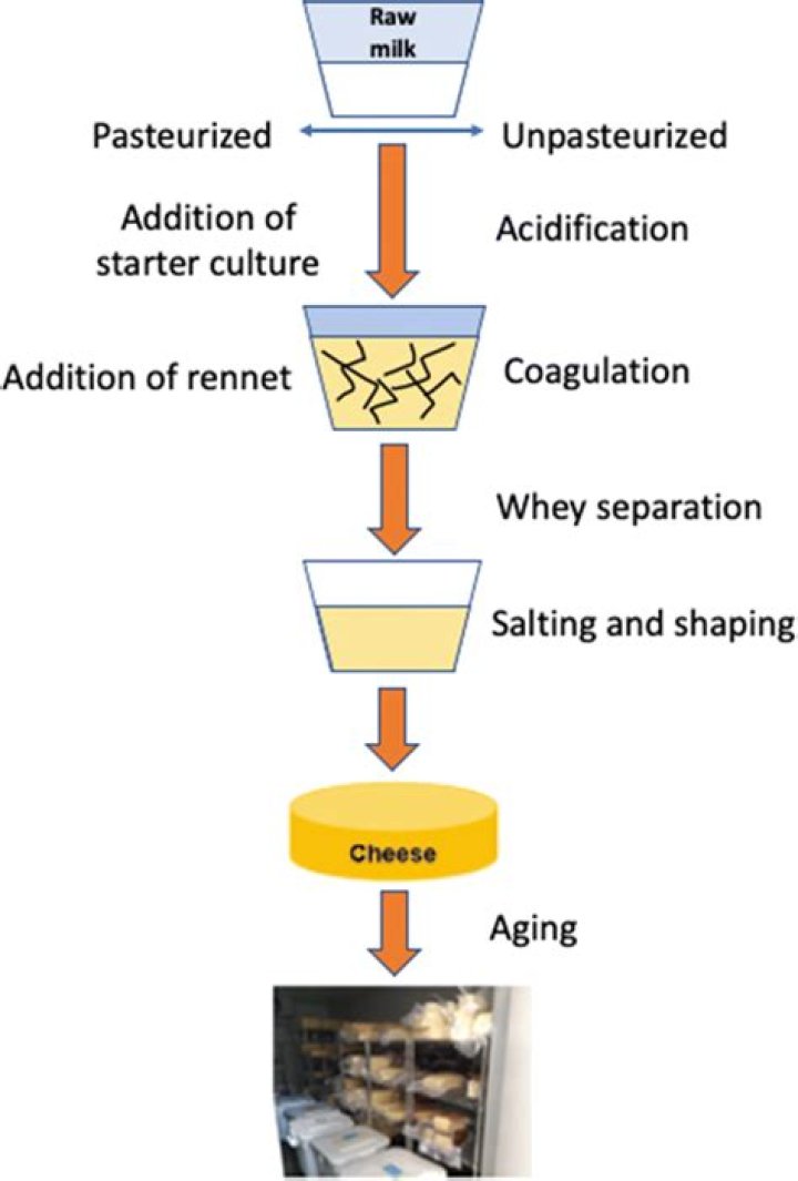 What are the 5 stages of cheese making?