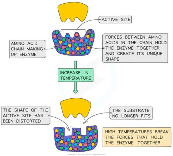 What are the two principal enzyme of the rennet?