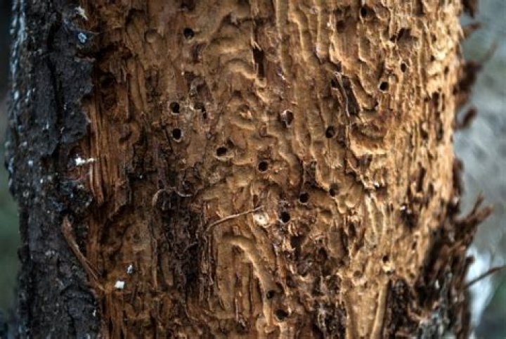 What causes tiny holes in the bark of a tree?
