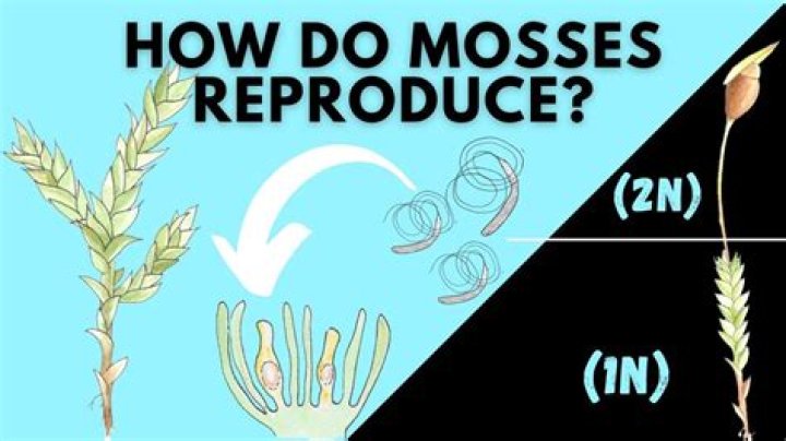 What does mosses need to survive?