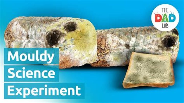 What is the constant variable in bread mold experiment?