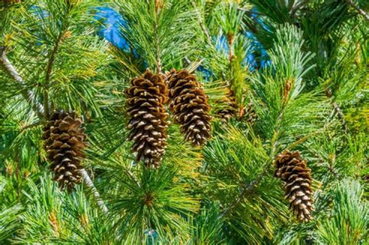 What tree has green pine cones?