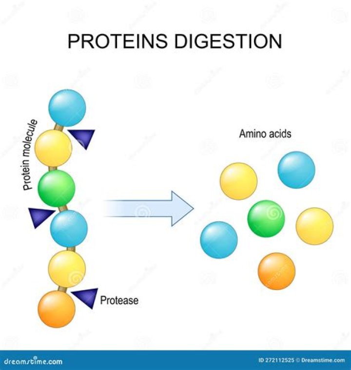 What type of reaction allows for your body to break down a protein bar into amino acids to be used by the body?