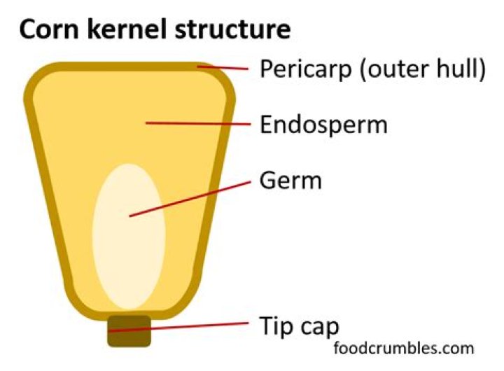 Where does a popcorn kernel come from?