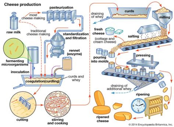 Why does cheese become oil?