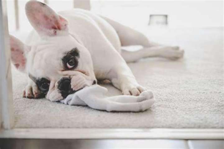 Why does my dog chew my socks?