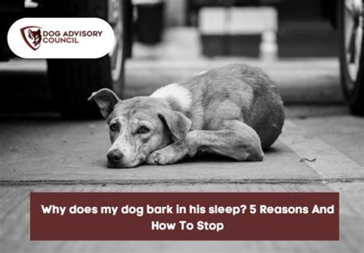 Why does my dog suddenly bark when sleeping?